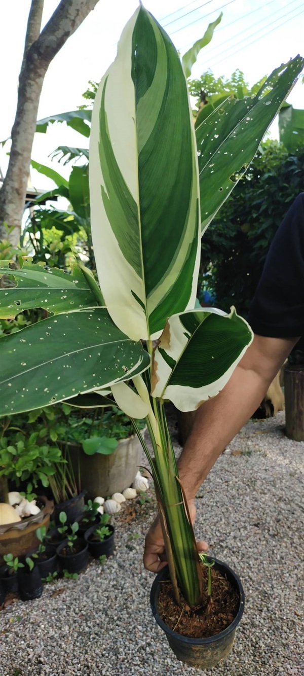 สาคูด่าง ต้นสาคูด่าง ส่งเก็บเงินปลายทาง