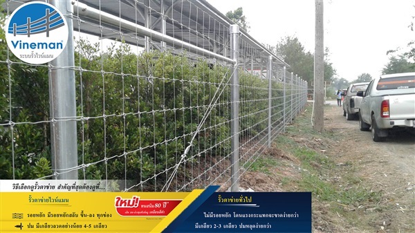 รั้วตาข่าย ลวดหนามไวน์แมน ทนสนิม 80 ปี  | Vineman Fence - บางรัก กรุงเทพมหานคร