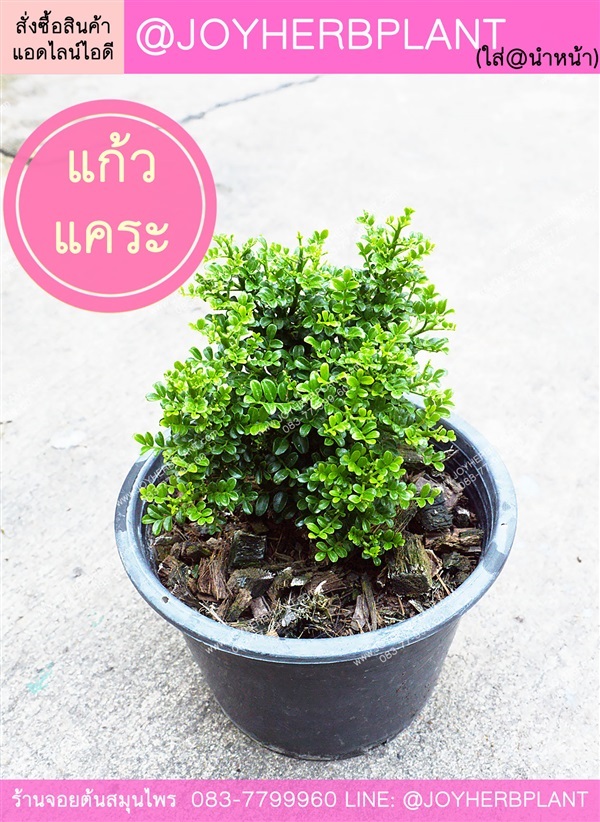 แก้วแคระ แก้วมหามงคล  หลายขนาด ขายปลีก-ขายส่ง  | ร้านจอยต้นสมุนไพร - หนองแขม กรุงเทพมหานคร