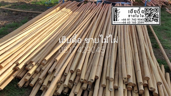 ขายไม้ไผ่ทำรั้ว 1.5"-2"  | AsiaBAM-BOO - เมืองอุตรดิตถ์ อุตรดิตถ์