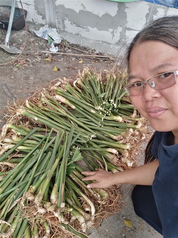 ขายหน่อพันธุ์กระวาน | เมล็ดพันธุ์ดี เกษตรวิถีไทย - เมืองระยอง ระยอง