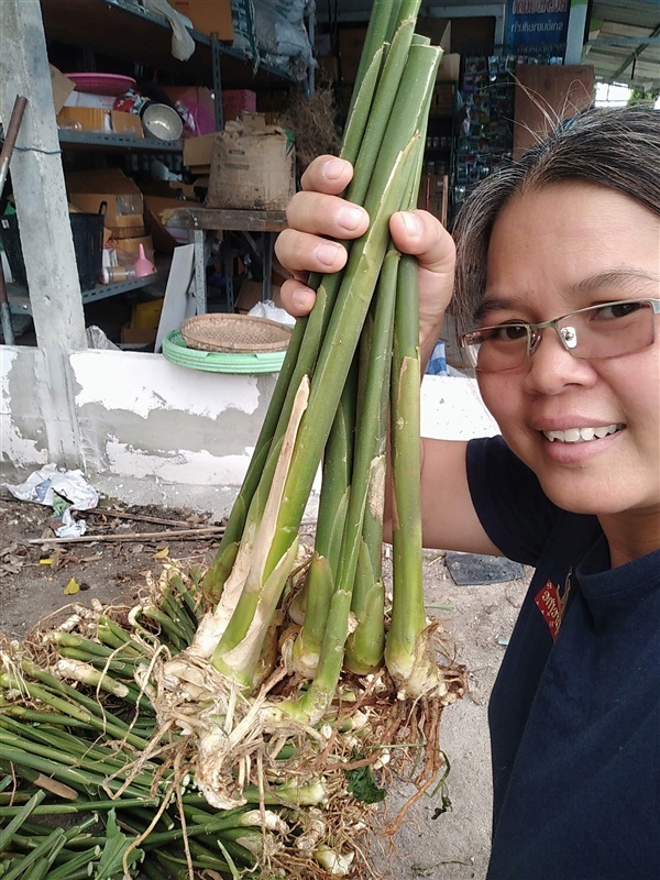 ขายหน่อพันธุ์กระวาน | เมล็ดพันธุ์ดี เกษตรวิถีไทย - เมืองระยอง ระยอง