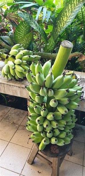 กล้วยน้ำว้า | goodsdeedee -  นนทบุรี