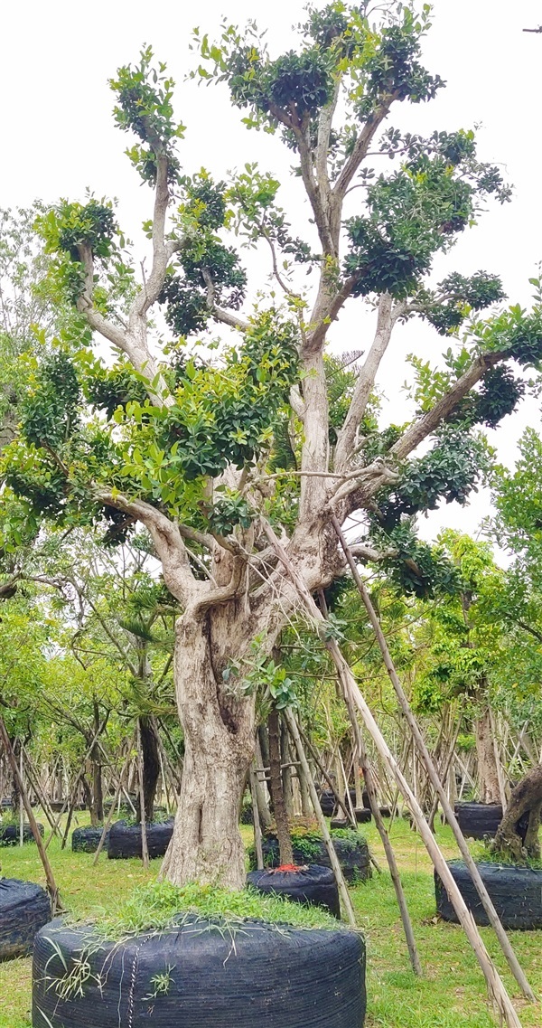 ต้นหว้าน้ำโขง24นิ้ว | สวนสมใจนึก - แก่งคอย สระบุรี