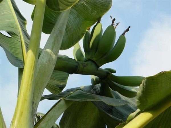 กล้วยเทพรส | นำชัย พรรณไม้ป่า+สมุนไพรหายาก - กุมภวาปี อุดรธานี