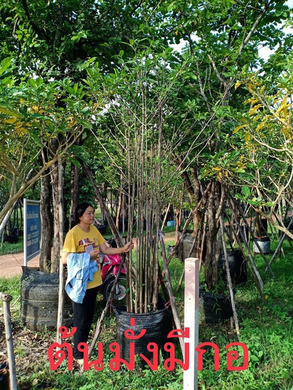 ต้นมั่งมี | เปี๊ยกพันธุ์ไม้ - ประจันตคาม ปราจีนบุรี