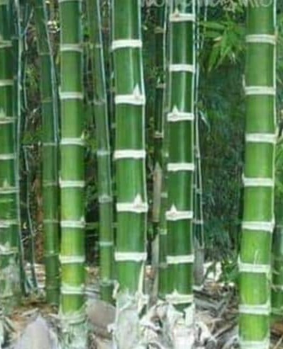 ไผ่เก้าดาว Guadua bamboo