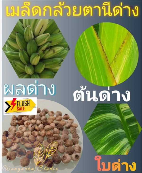 เมล็ดกล้วยตานีด่าง  | วังนาคา_สตูดิโอ - ชุมพลบุรี สุรินทร์