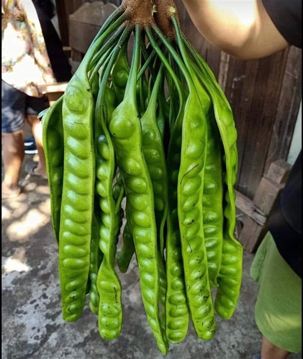 สตอข้าวปลอดสาร เม็ดโต  | เพื่อนดิน - เทพสถิต ชัยภูมิ