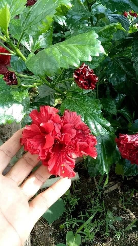 #ชบาแดงกำมะหยี่ เป็นไม้พุ่มดอกซ้อนสีแดงสวยมาก | Drenglish Garden มหาสารคาม - กันทรวิชัย มหาสารคาม