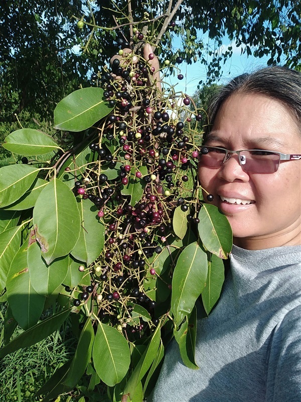 หว้า | เมล็ดพันธุ์ดี เกษตรวิถีไทย - เมืองระยอง ระยอง