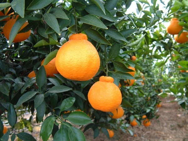 ส้มเดกาปอง | ต้นส้มสายน้ำผึ้ง - ฝาง เชียงใหม่
