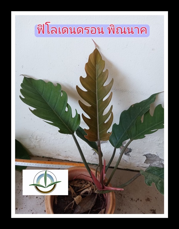 ฟิโลเดนดรอน พิณนาค (Philodendron caramel marble green) | วรากรสมุนไพร - เมืองนครราชสีมา นครราชสีมา