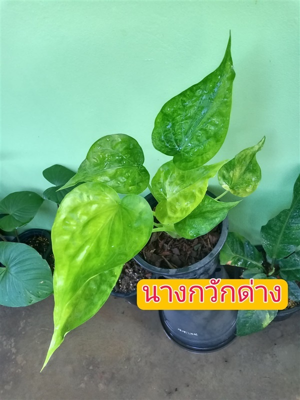 ว่านนางกวักด่าง ไม้ด่าง | วรากรสมุนไพร - เมืองนครราชสีมา นครราชสีมา