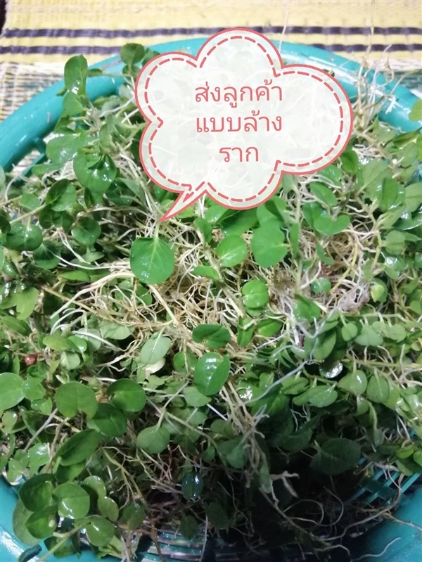 หญ้าใบต่างเหรียญ | Art? Garden? Home - กันทรลักษ์ ศรีสะเกษ