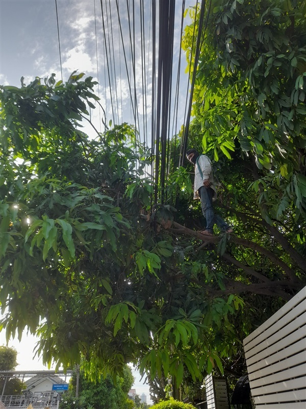 รับตัดต้นไม้ กิ่งไม้ใหญ่ ออกจากสายไฟฟ้า หน้าบ้าน ในบ้าน | ดูดีการ์เด้นโฮม - บางบัวทอง นนทบุรี