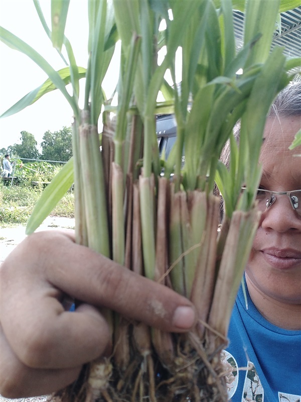 ต้นพันธุ์หญ้าหางกระรอกแดง | เมล็ดพันธุ์ดี เกษตรวิถีไทย - เมืองระยอง ระยอง