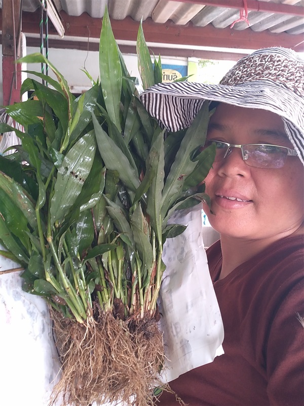 ขายต้นพันธุ์หญ้ารีแพร์ | เมล็ดพันธุ์ดี เกษตรวิถีไทย - เมืองระยอง ระยอง