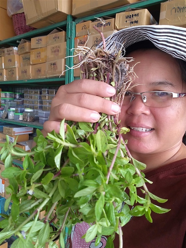 ขายพันธุ์ผักแขยง | เมล็ดพันธุ์ดี เกษตรวิถีไทย - เมืองระยอง ระยอง