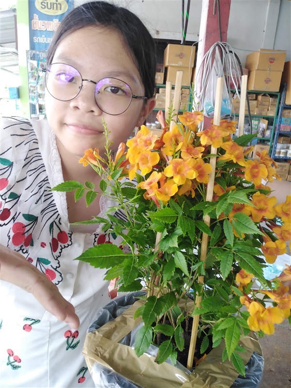 ขายต้นทองอุไรสีส้มแดง | เมล็ดพันธุ์ดี เกษตรวิถีไทย - เมืองระยอง ระยอง