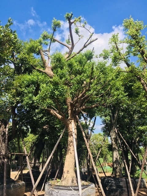 ต้นมั่งมี | สวนพี&เอ็มเจริญทรัพย์พันธ์ุไม้ - แก่งคอย สระบุรี