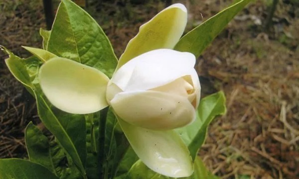 ยี่หุบภู | มนต์พฤกษา - บ้านไร่ อุทัยธานี