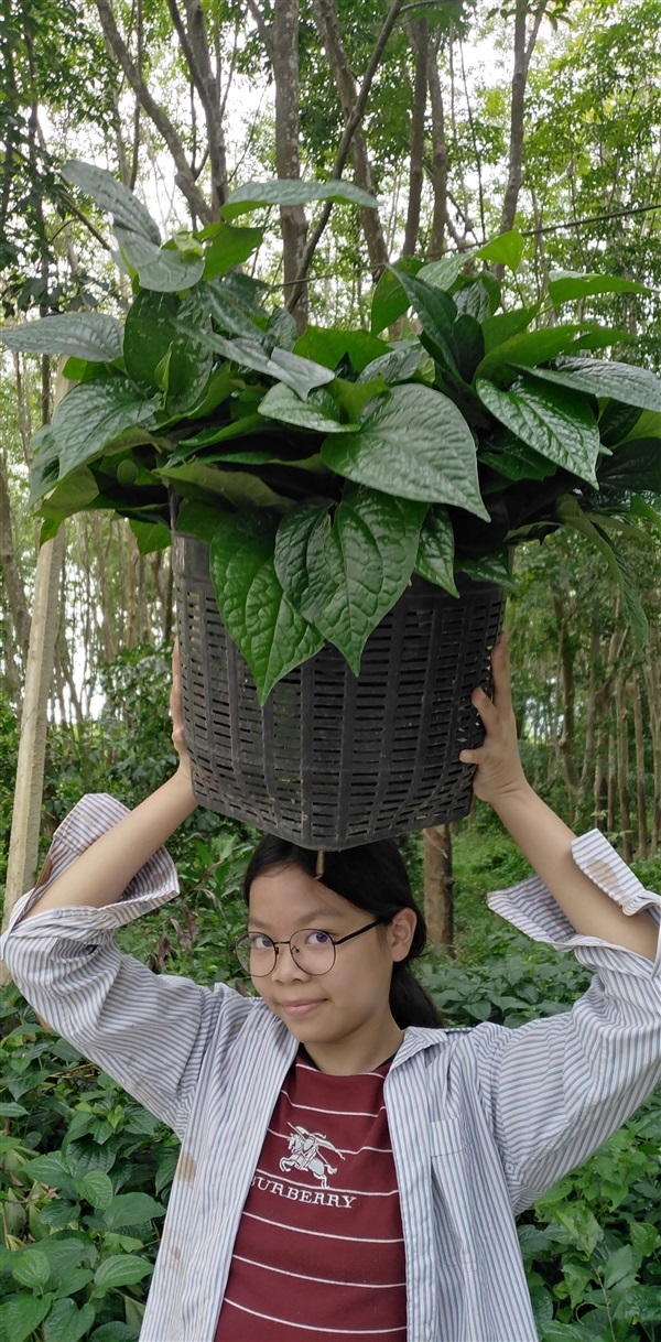 ขายพันธุ์ใบชะพลู | เมล็ดพันธุ์ดี เกษตรวิถีไทย - เมืองระยอง ระยอง