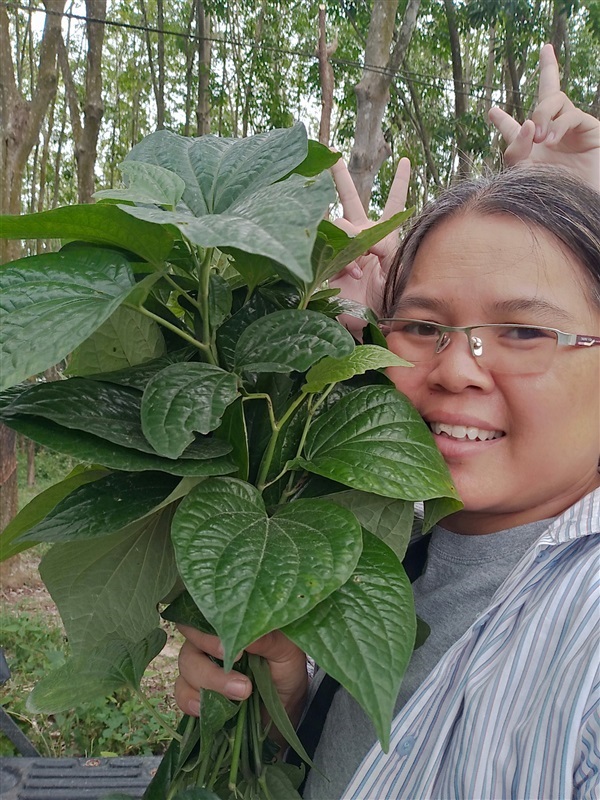 ขายพันธุ์ใบชะพลู | เมล็ดพันธุ์ดี เกษตรวิถีไทย - เมืองระยอง ระยอง