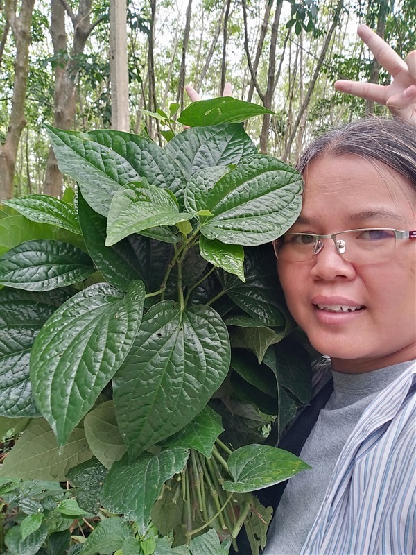 ขายพันธุ์ใบชะพลู | เมล็ดพันธุ์ดี เกษตรวิถีไทย - เมืองระยอง ระยอง