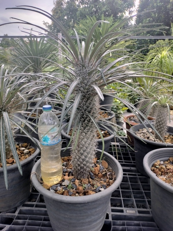 Pachypodium geayi | สวนไม้ชานเมือง - ลาดกระบัง กรุงเทพมหานคร