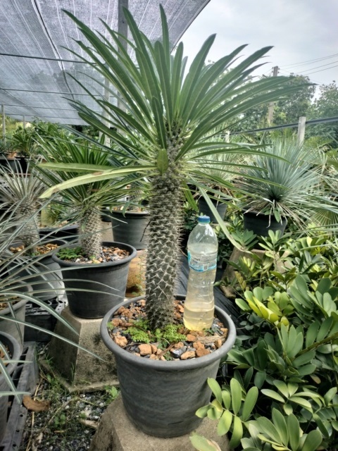 Pachypodium lemerei | สวนไม้ชานเมือง - ลาดกระบัง กรุงเทพมหานคร