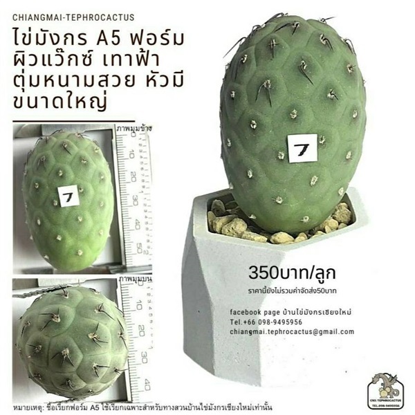 ไข่มังกร Tephrocactus geometricus เด็ดสด ปลอดไวรัส ผิวสวย  | ร้าน Hortus Garden - เขาค้อ เพชรบูรณ์