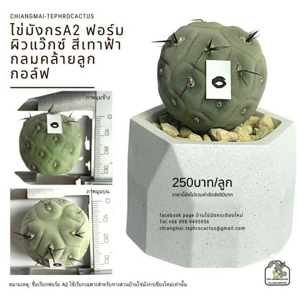 ไข่มังกร Tephrocactus geometricus เด็ดสด ปลอดไวรัสผิวสวย A2  | ร้าน Hortus Garden - เขาค้อ เพชรบูรณ์