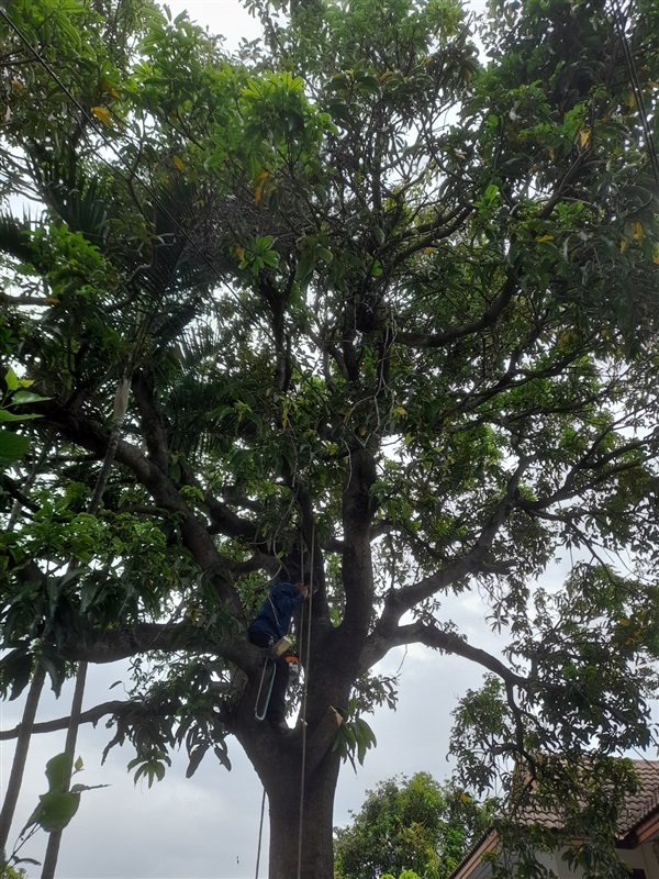 รับตัดต้นมะม่วงใหญ่ ต้นไม้ใหญ่ ต้นไม้ขึ้นกลางบ้าน กลางที่  | ดูดีการ์เด้นโฮม - บางบัวทอง นนทบุรี