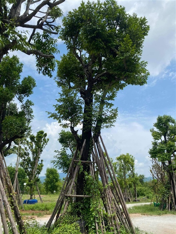 นางกวัก | สวน สุทธิยากร พันธุ์ไม้ - แก่งคอย สระบุรี