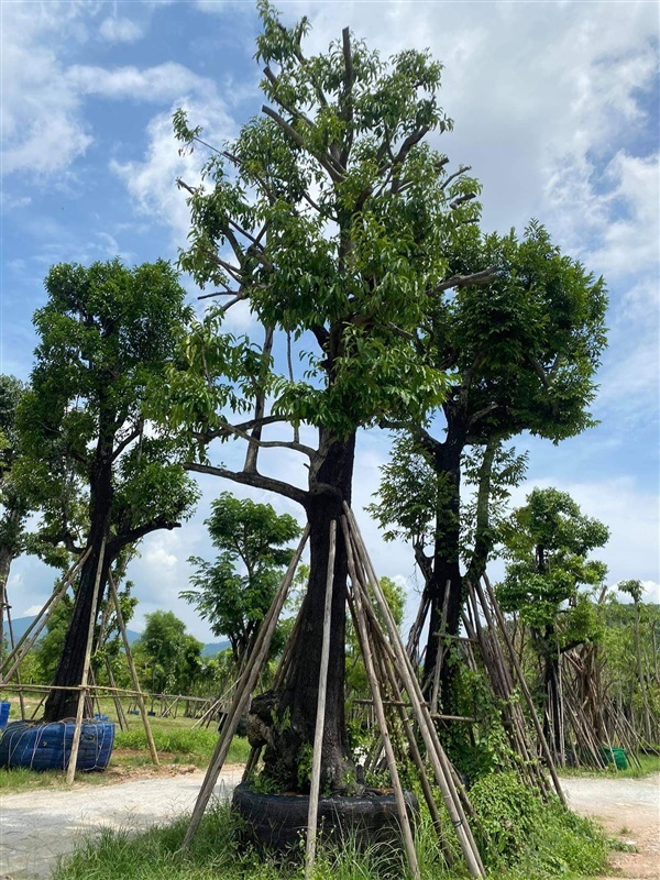 นางกวัก | สวน สุทธิยากร พันธุ์ไม้ - แก่งคอย สระบุรี