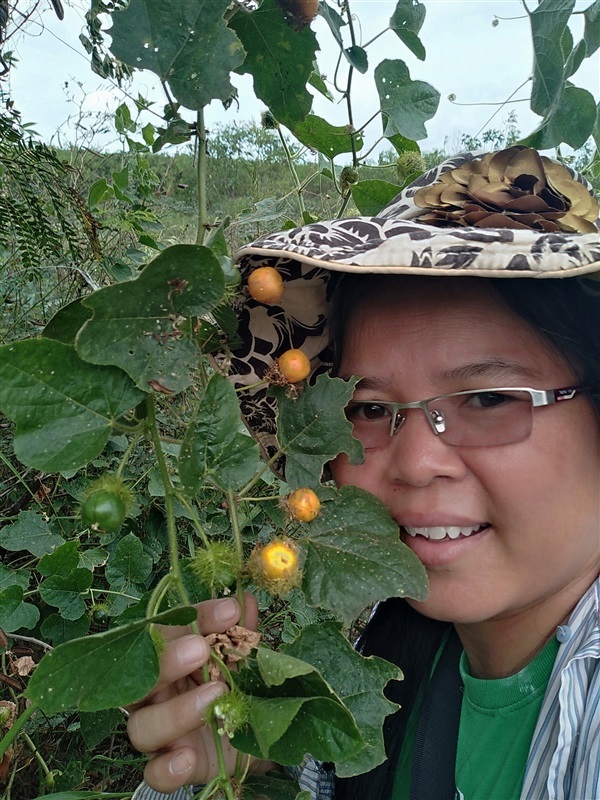 กระทกรกป่าตากแห้งหรือเมล็ดพันธุ์ | เมล็ดพันธุ์ดี เกษตรวิถีไทย - เมืองระยอง ระยอง