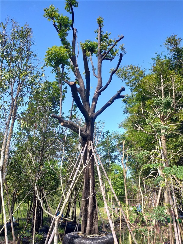 อินจัน | สวน สุทธิยากร พันธุ์ไม้ - แก่งคอย สระบุรี