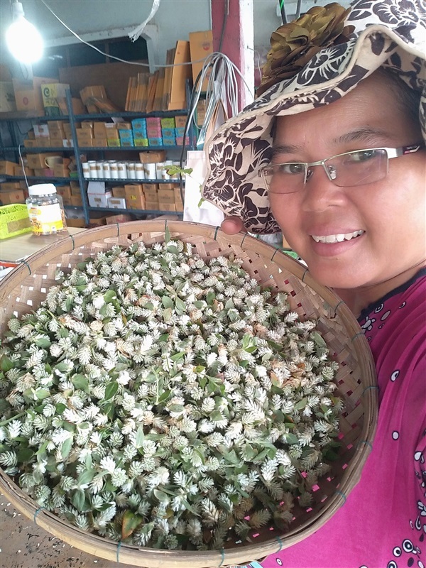 ขายดอกสด/เมล็ดพันธุ์  บานไม่รู้โรยป่า | เมล็ดพันธุ์ดี เกษตรวิถีไทย - เมืองระยอง ระยอง