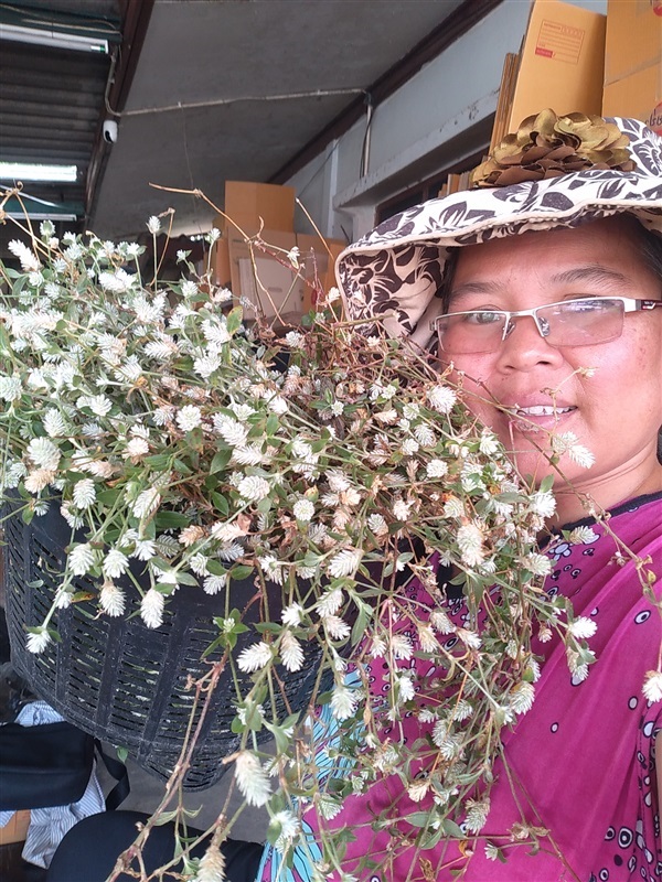 ขายดอกสด/เมล็ดพันธุ์  บานไม่รู้โรยป่า | เมล็ดพันธุ์ดี เกษตรวิถีไทย - เมืองระยอง ระยอง