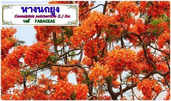 #หางนกยูง | Drenglish Garden มหาสารคาม - กันทรวิชัย มหาสารคาม