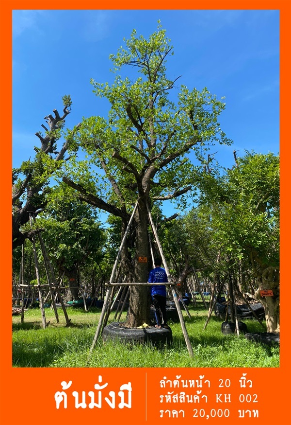 ต้นมั่งมี NO.002 | สวนเป็นหนึ่งพันธุ์ไม้ - วัฒนา กรุงเทพมหานคร