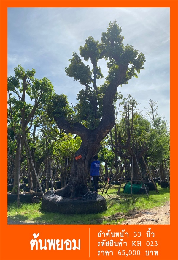 ต้นพยอม NO.023 | สวนเป็นหนึ่งพันธุ์ไม้ - วัฒนา กรุงเทพมหานคร