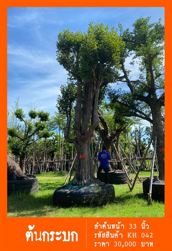 ต้นกะบก NO.042 | สวนเป็นหนึ่งพันธุ์ไม้ - วัฒนา กรุงเทพมหานคร