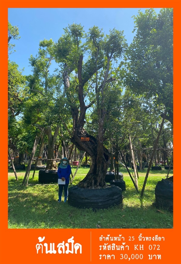 ต้นเสม็ดลีลา NO.072 | สวนเป็นหนึ่งพันธุ์ไม้ - วัฒนา กรุงเทพมหานคร