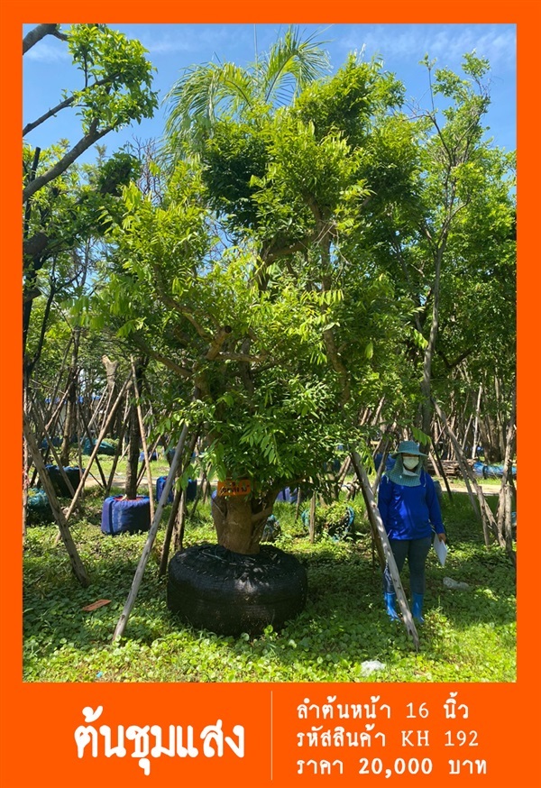 ต้นชุมแสง NO.192 | สวนเป็นหนึ่งพันธุ์ไม้ - วัฒนา กรุงเทพมหานคร