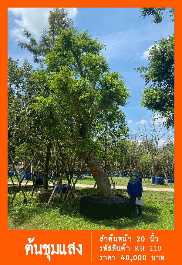 ต้นชุมแสง NO.210 | สวนเป็นหนึ่งพันธุ์ไม้ - วัฒนา กรุงเทพมหานคร