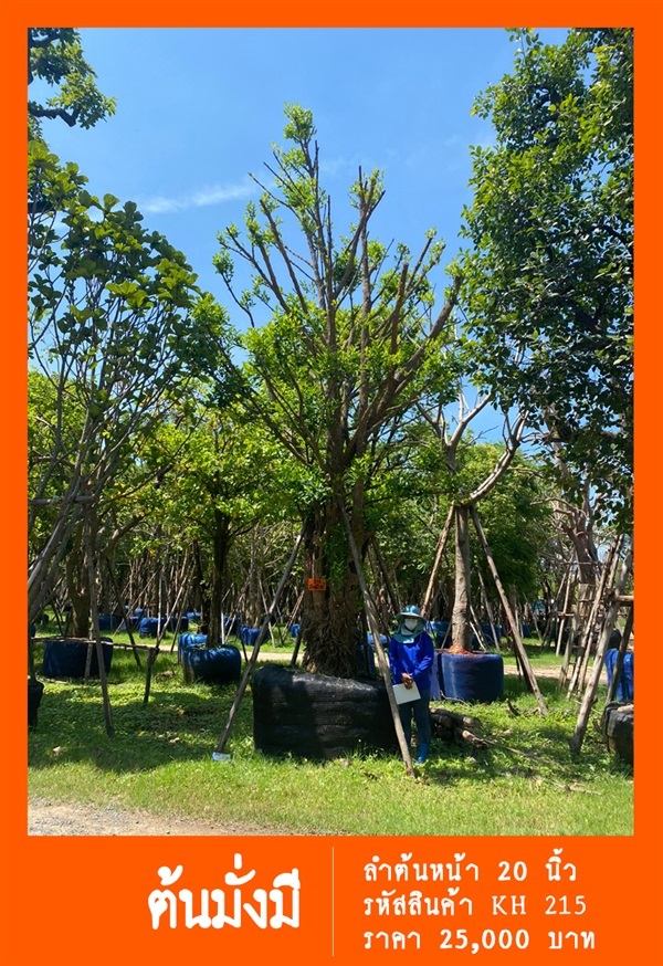 ต้นมั่งมี NO.215 | สวนเป็นหนึ่งพันธุ์ไม้ - วัฒนา กรุงเทพมหานคร