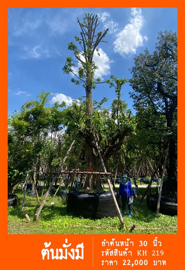 ต้นมั่งมี NO.219 | สวนเป็นหนึ่งพันธุ์ไม้ - วัฒนา กรุงเทพมหานคร