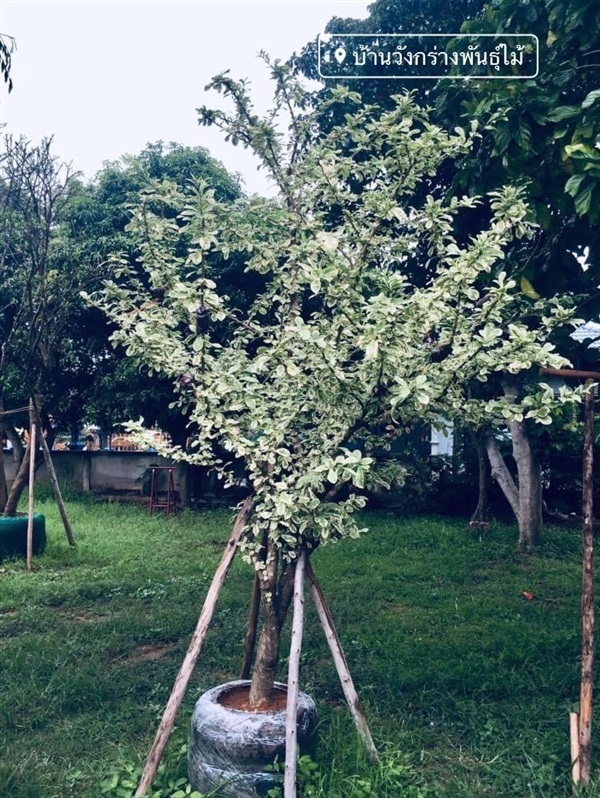 ต้นน้ำเต้าใบด่าง | บ้านวังกร่างพันธุ์ไม้ - บางมูลนาก พิจิตร